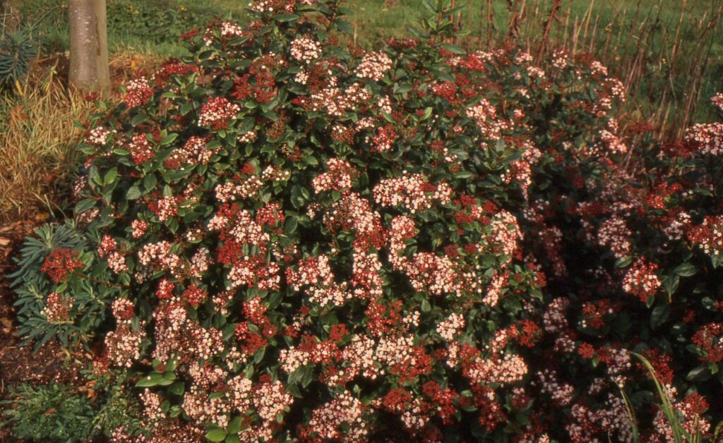 Viburnum tinus ‘Gwenllian’ 3L 5023242377629