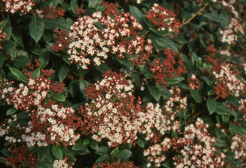 Viburnum tinus ‘Gwenllian’ 3L 5023242377629