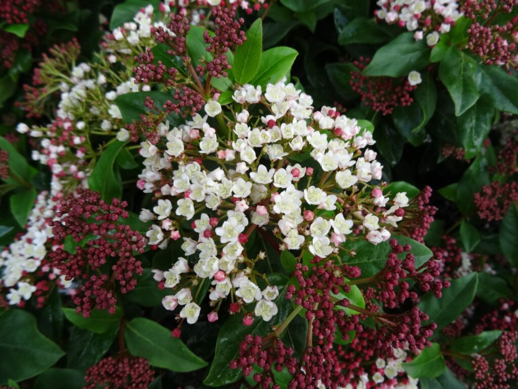 Viburnum tinus ‘Gwenllian’ 3L 5023242377629