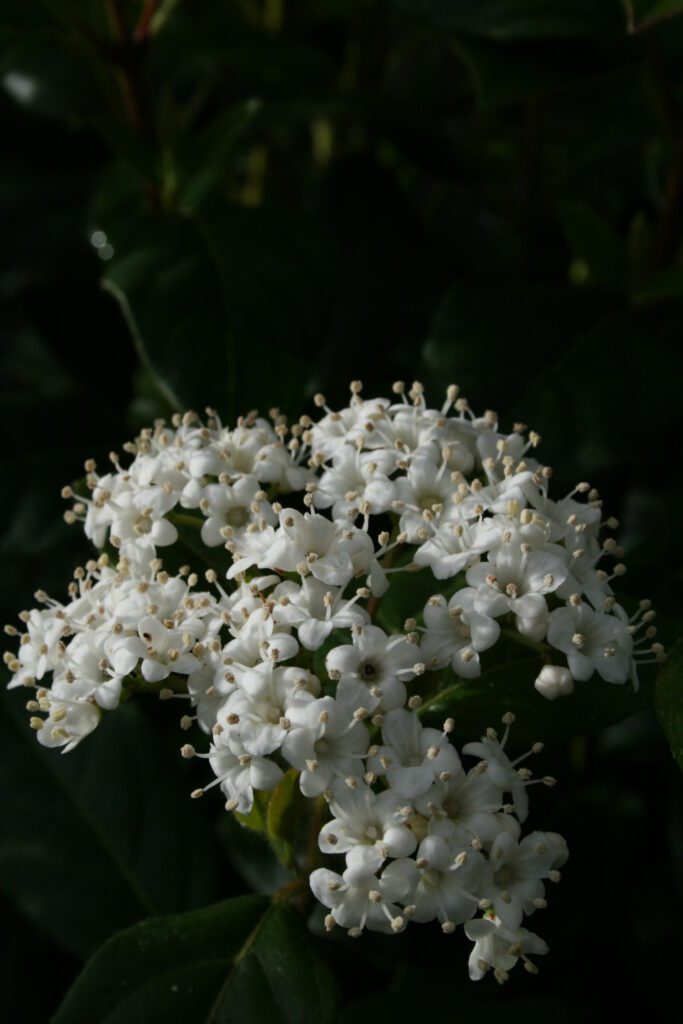 Viburnum tinus ‘Spirit’ 3L 5023242377636