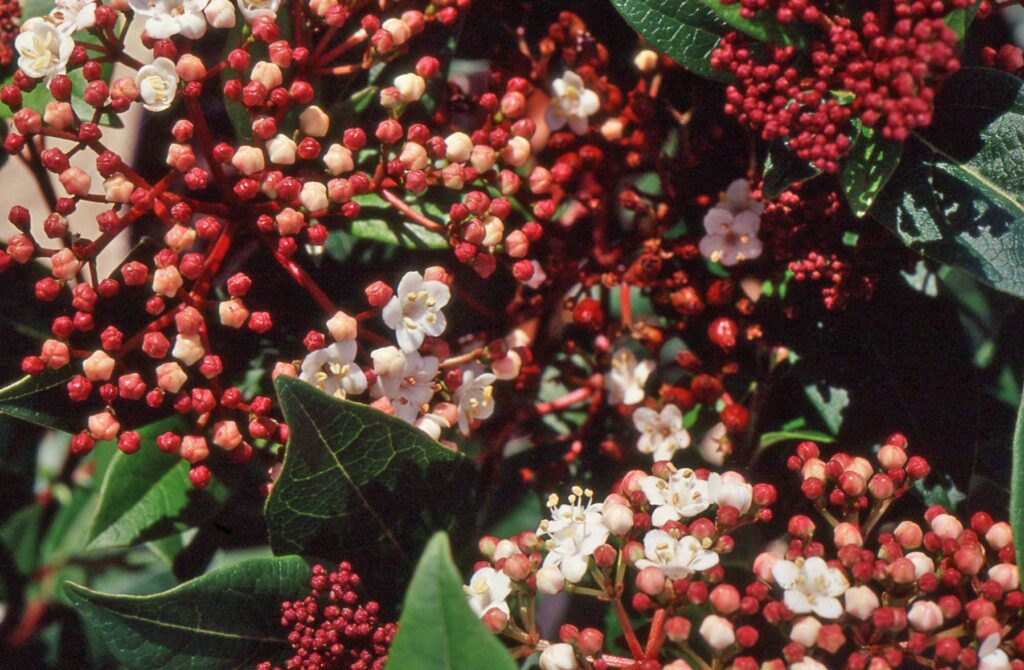 Viburnum tinus ‘Spirit’ 3L 5023242377636