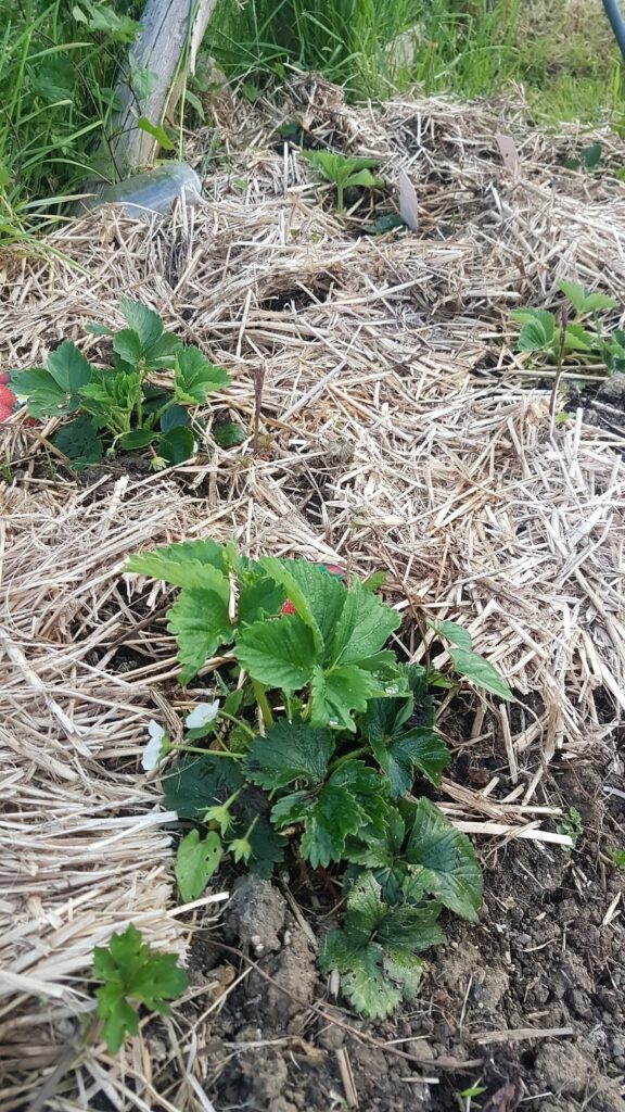 Strawberries on straw