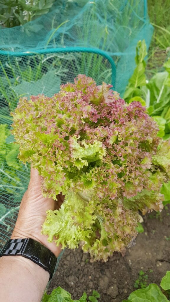 allotment lettuce