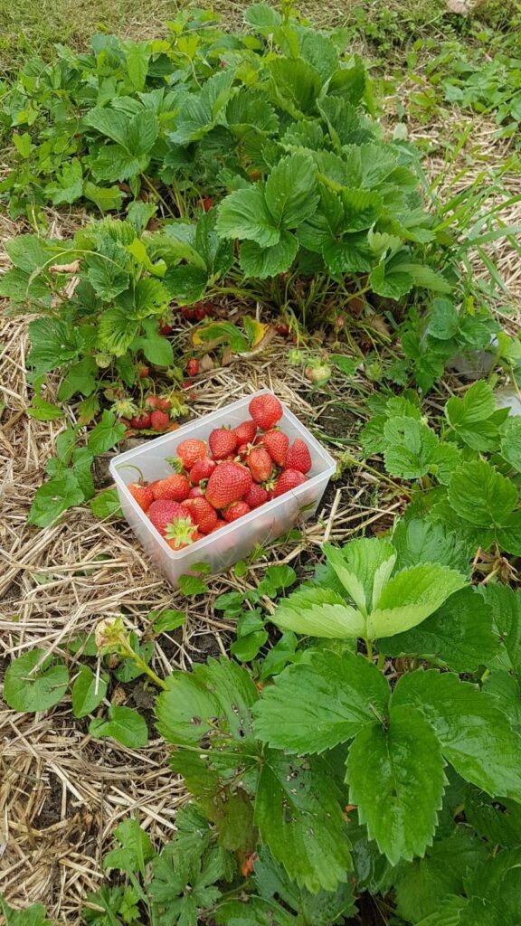 allotment strawberries