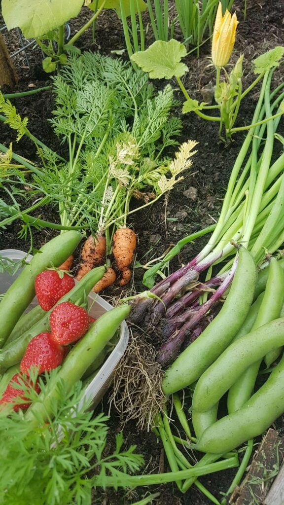 allotment strawberries carrots spring onions