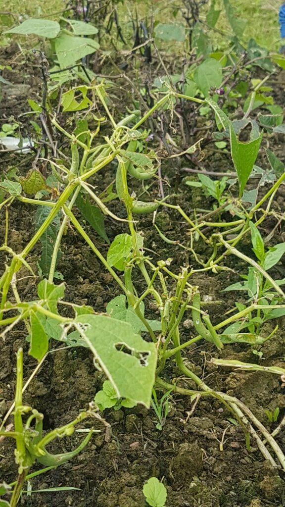 allotment wonky beans