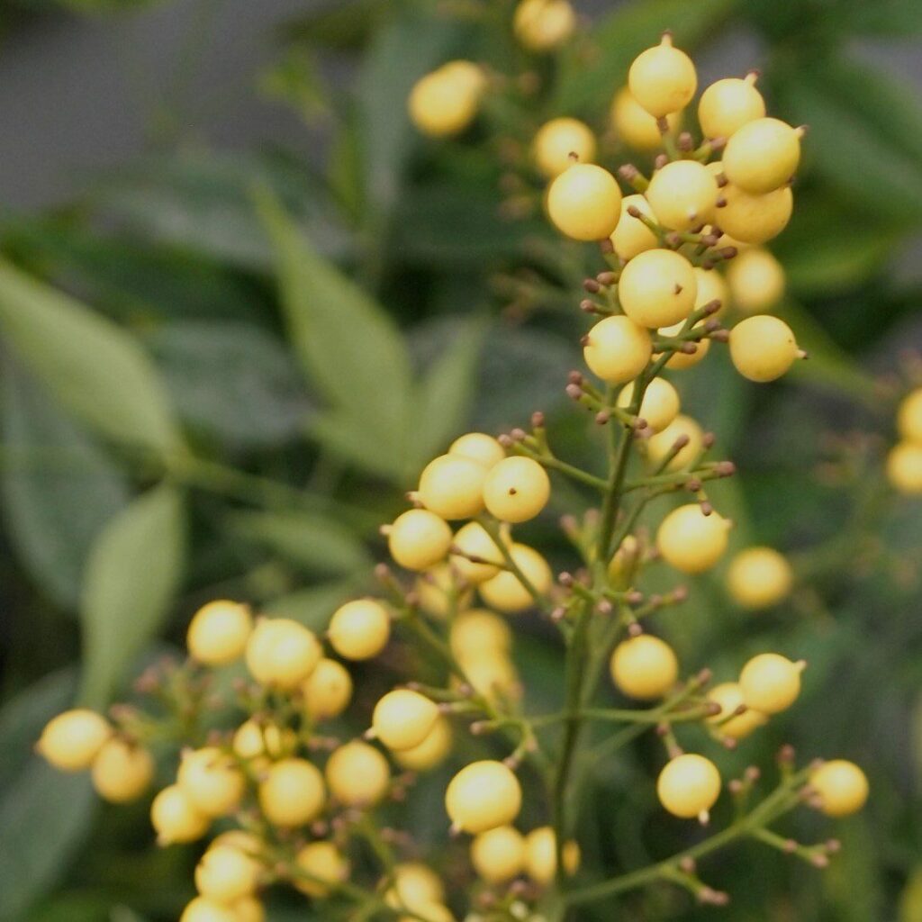 Nandina domestica ‘Brightlight’ 3L 5023242379463