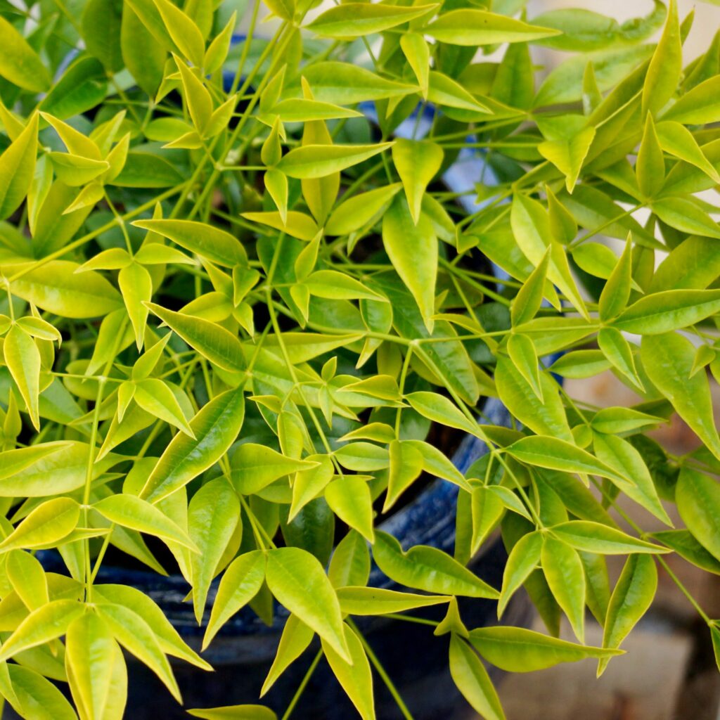 Nandina domestica ‘Brightlight’ 3L 5023242379463