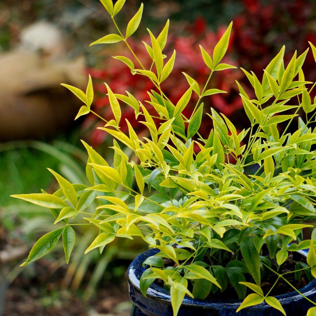 Nandina domestica ‘Brightlight’ 3L 5023242379463