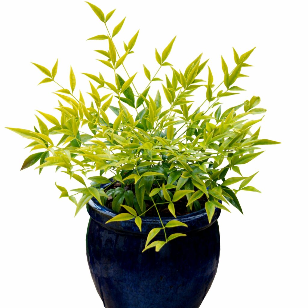 Nandina domestica ‘Brightlight’ 3L 5023242379463