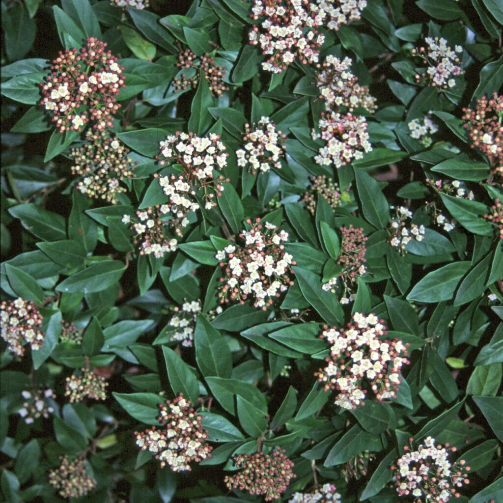 Viburnum tinus ‘Eve Price’ 3L 5023242156057