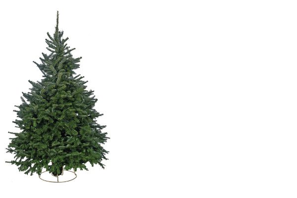 cut fraser fir christmas tree