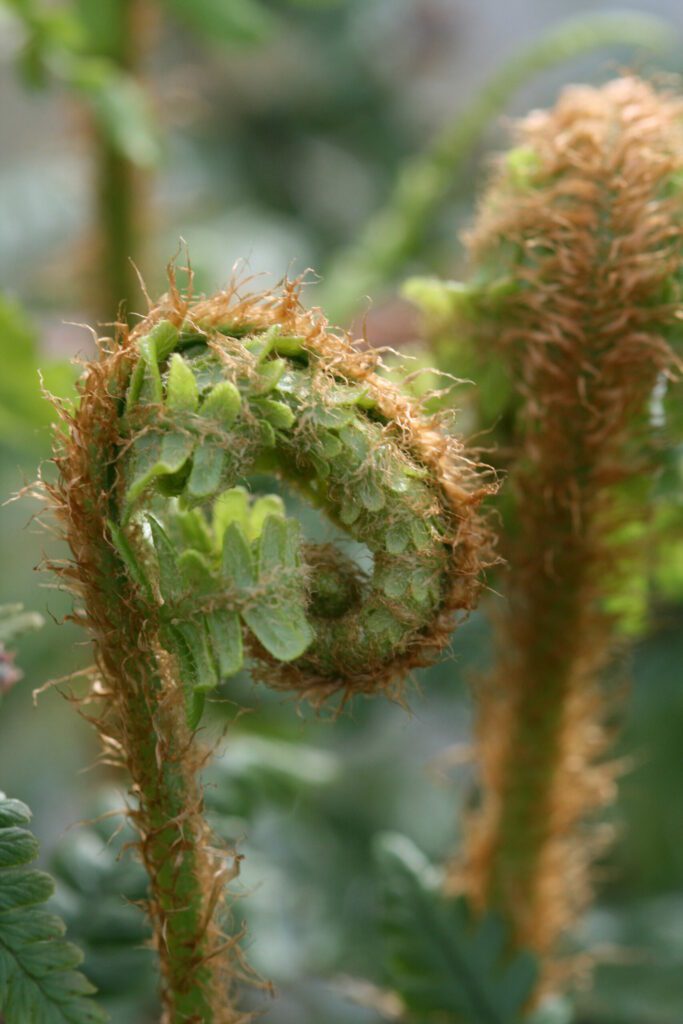 Dryopteris erythrosora var. prolifica 2L 5023242338545