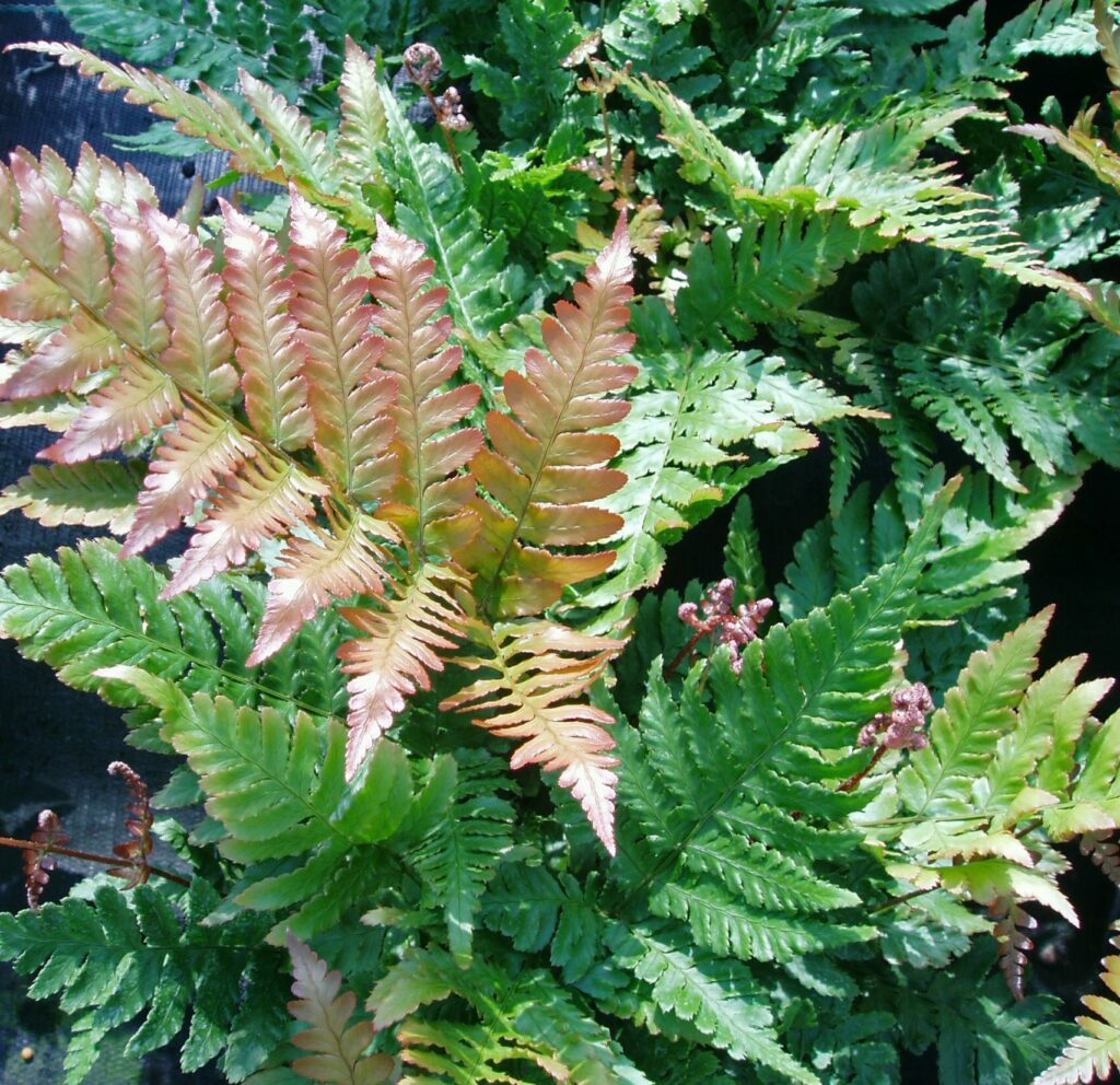 Dryopteris erythrosora var. prolifica 2L 5023242338545