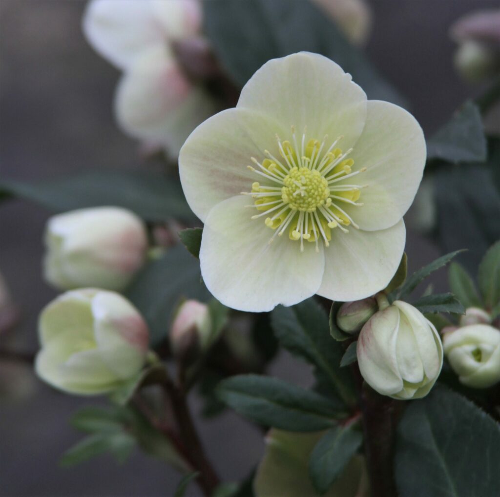 Helleborus ballardiae ‘Cinnamon Snow’ 3L 5023242336473