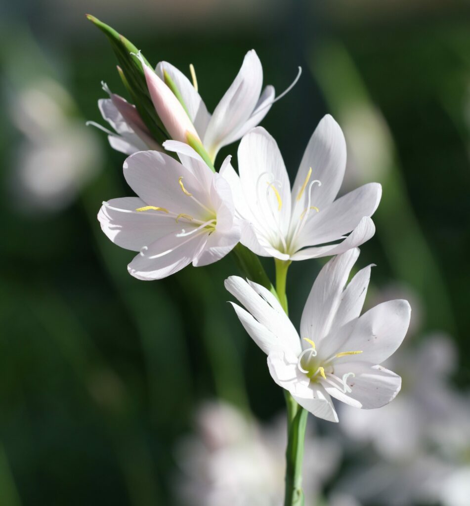 Hesperantha coccinea Pink Princess 2L 5023242379845