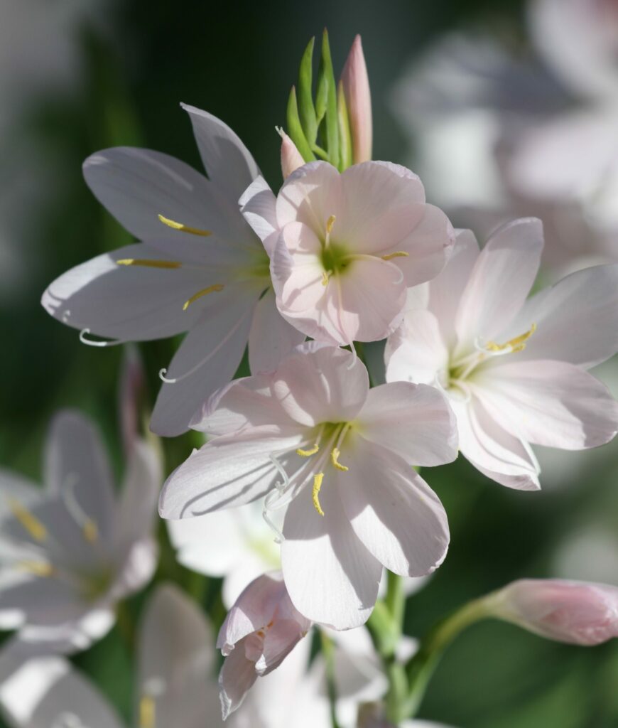 Hesperantha coccinea Pink Princess 2L 5023242379845