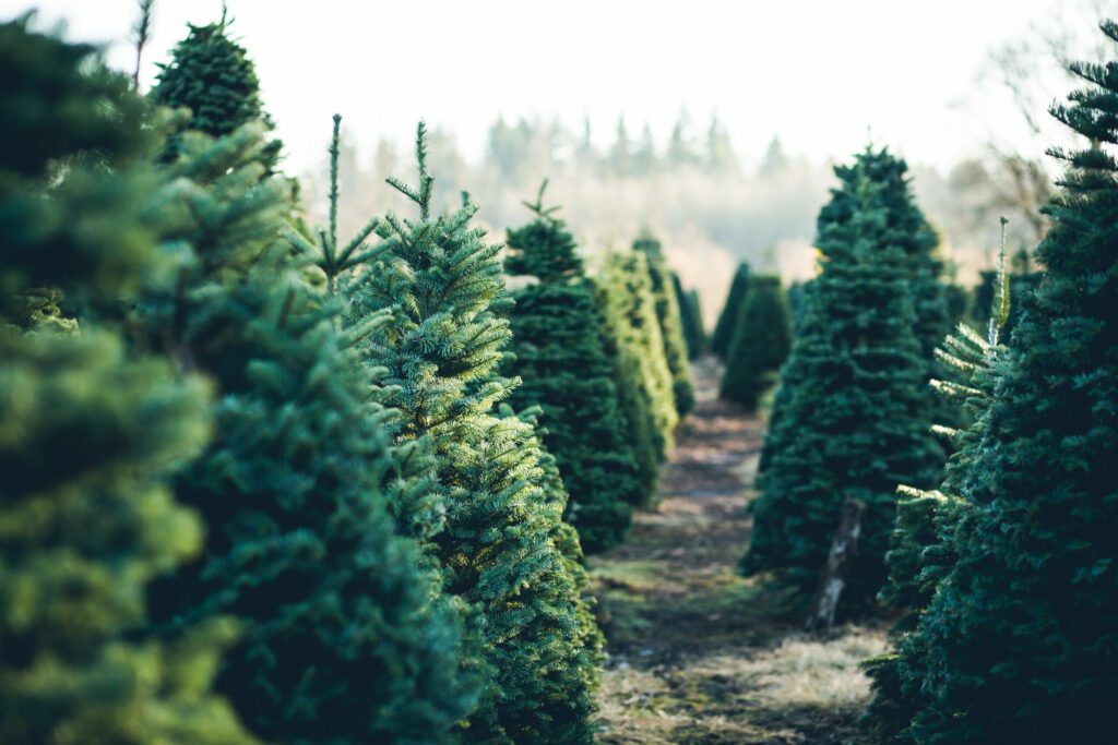 real christmas tree forest