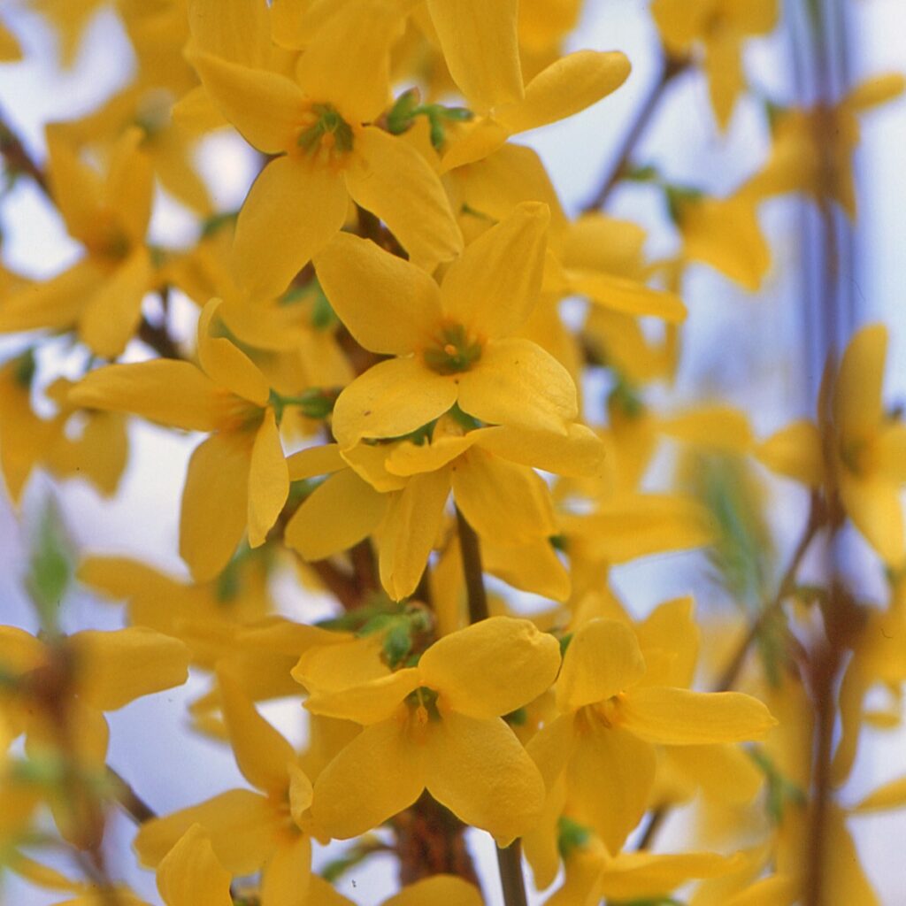 Forsythia x intermedia ‘Weekend’ 3L 5023242384887