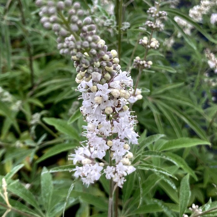 Vitex agnus-castus f. alba ‘Silver Spire’ 3L 5023242391977