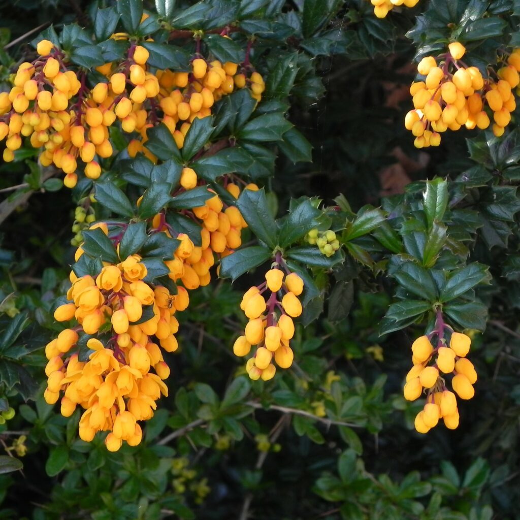 Berberis darwinii Compacta 5023242300337