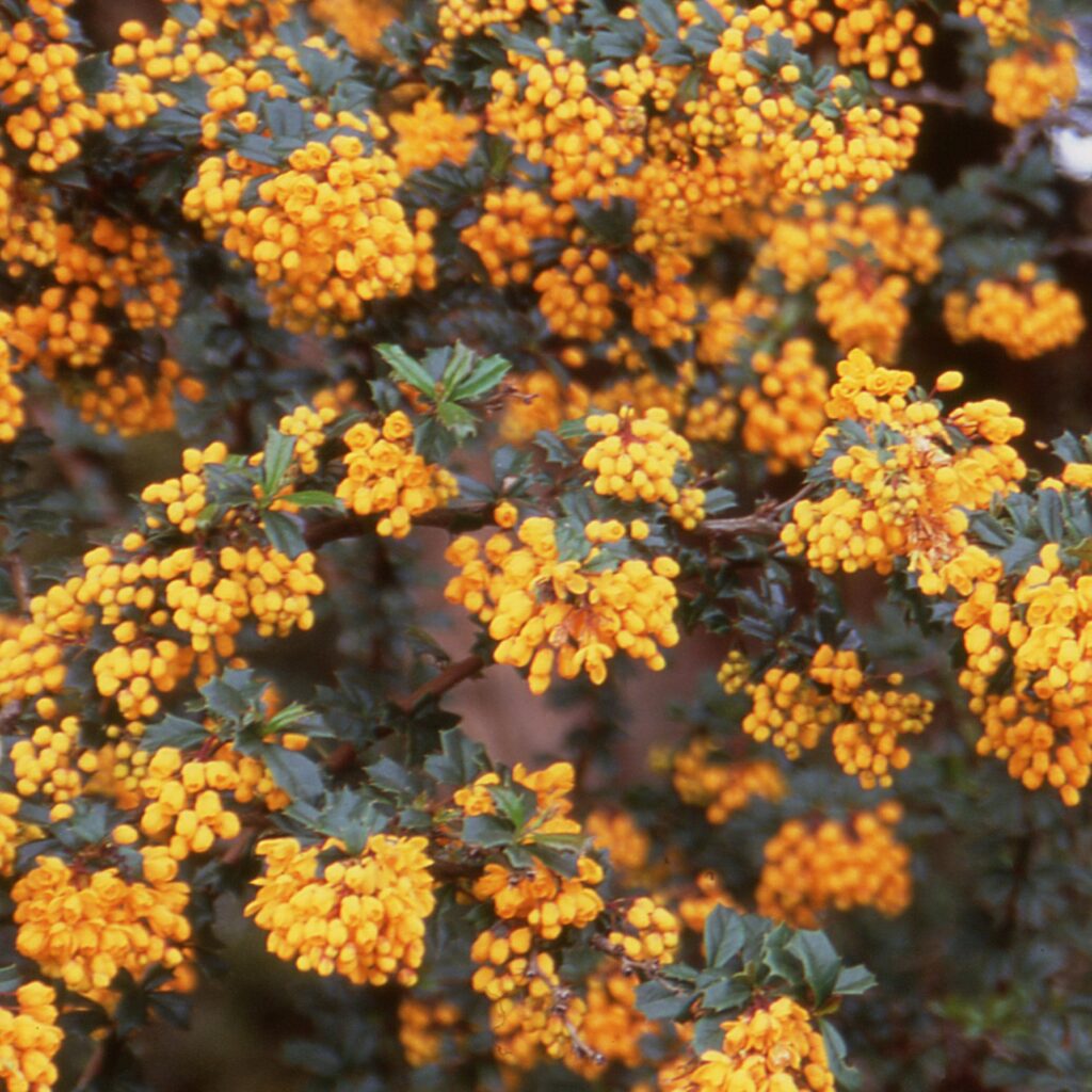 Berberis darwinii Compacta 5023242300337