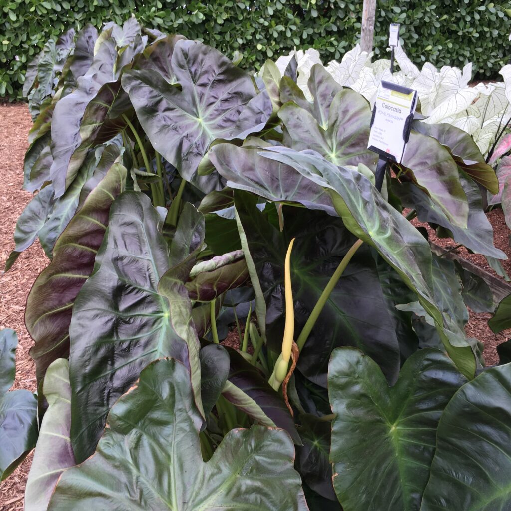 Colocasia esculenta ‘Hawaiian Aloha’ 3L 5023242385303