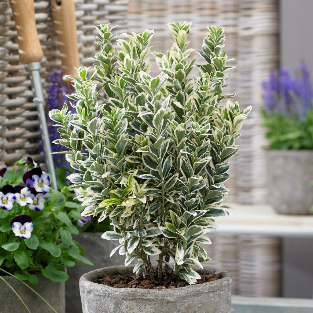 Euonymus japonicus ‘White Spire’ 2L 5023242385419