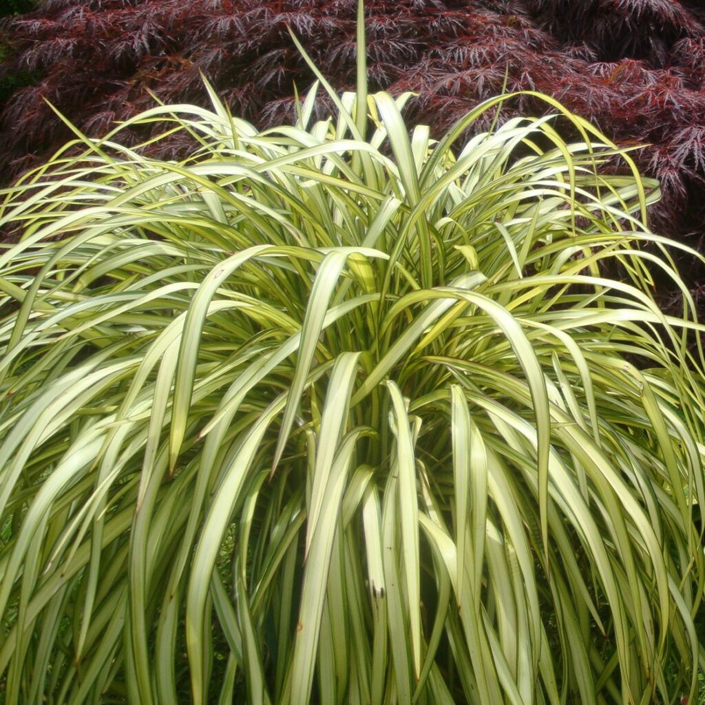 Phormium ‘Blondie’ 3L 5023242365305