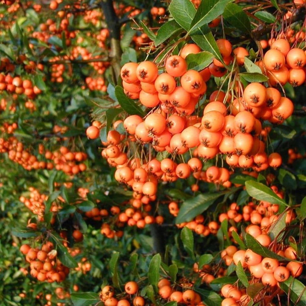 Pyracantha ‘Orange Glow’ 3L 5023242350691