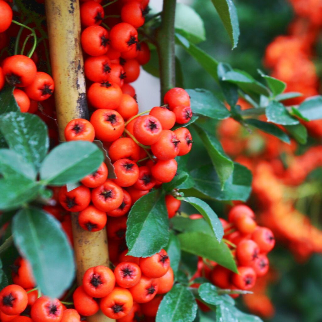 Pyracantha ‘Orange Glow’ 3L 5023242350691