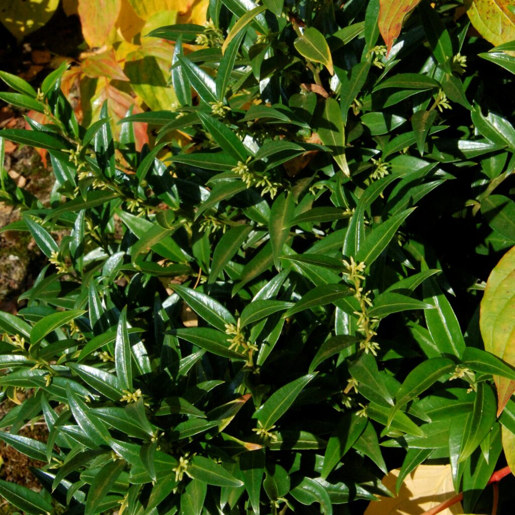 Sarcococca ruscifolia ‘Dragon Gate’ 2L 5023242345376