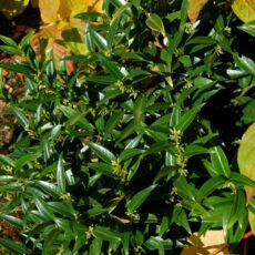 Sarcococca ruscifolia ‘Dragon Gate’ 2L