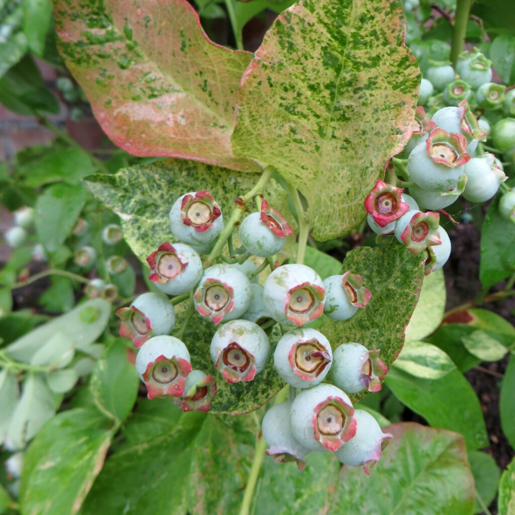 Blueberry – Vaccinium corymbosum Flamingo 3L 5023242390147