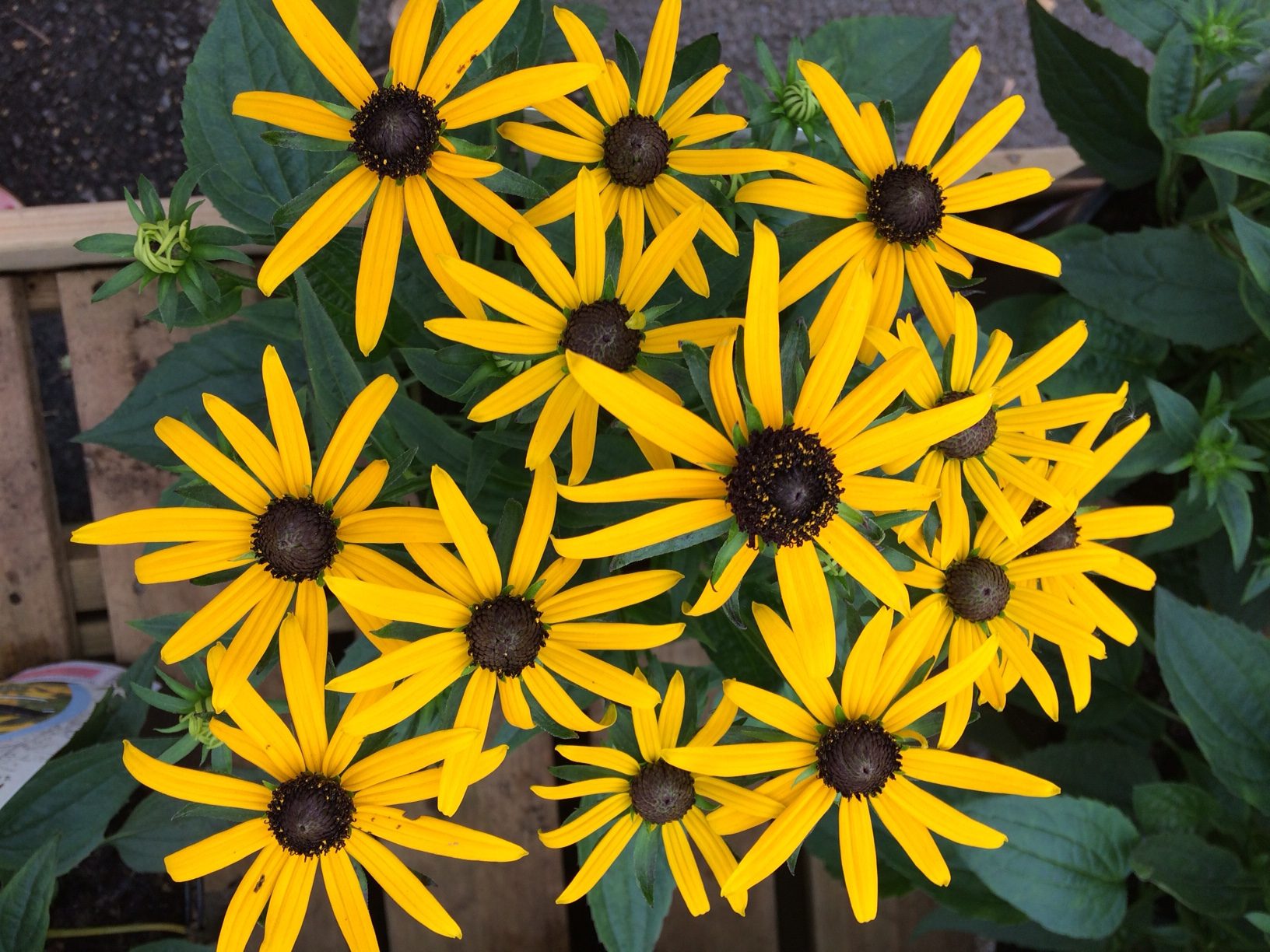 Rudbeckia - Plant Profile | Hillier Garden Centres