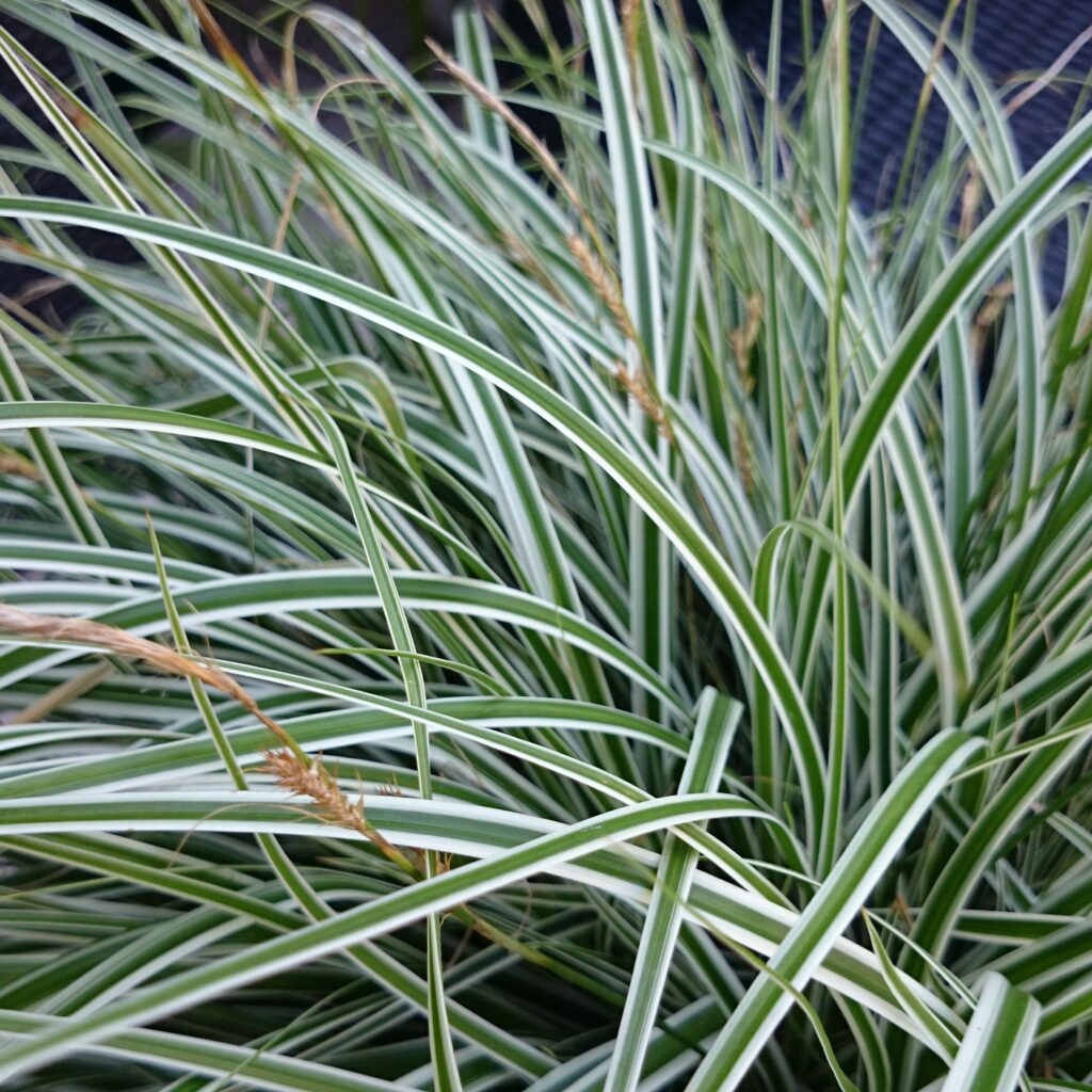 Carex oshimensis ‘Everest’ 2L 5023242365251