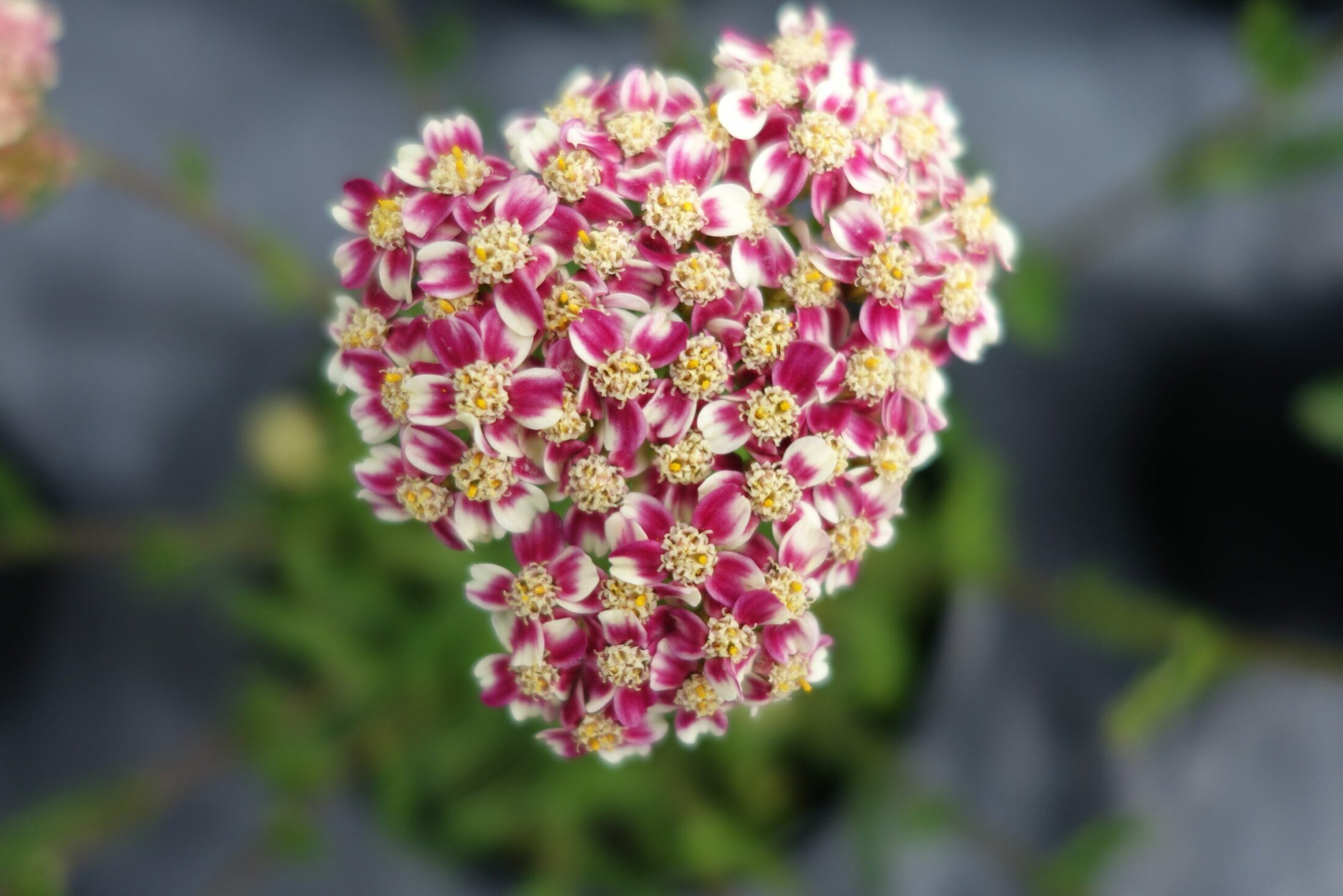 achillea desert eve deep rose