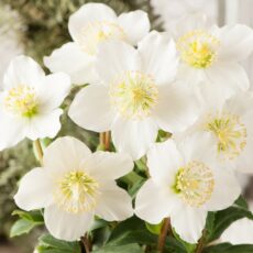 Helleborus niger Advent Star FL ball image 1