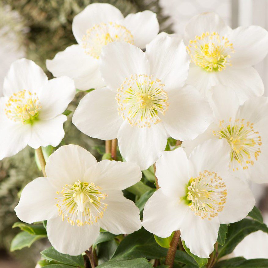 Helleborus niger ‘Advent Star’ 2L 5023242384290