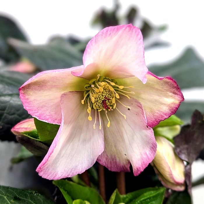 Helleborus ‘Ice N Roses Rosalie’ 3L 5023242384160