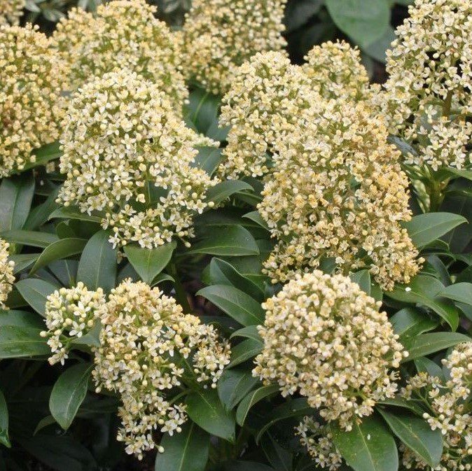 Skimmia japonica ‘Fragrant Cloud’ 3L 5023242367781