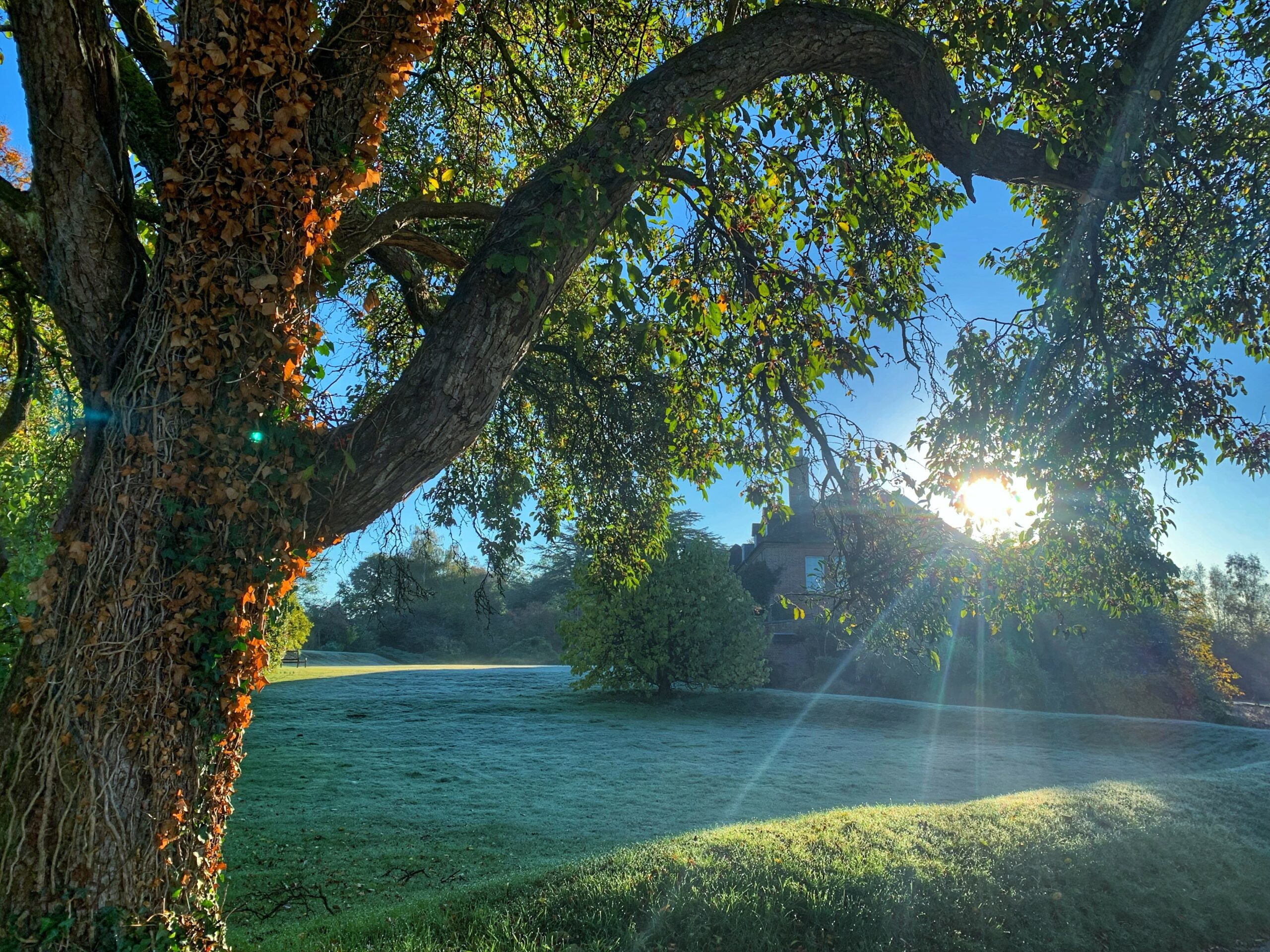 Can You Cut Grass Before or After a Frost? | Hillier Garden Centres