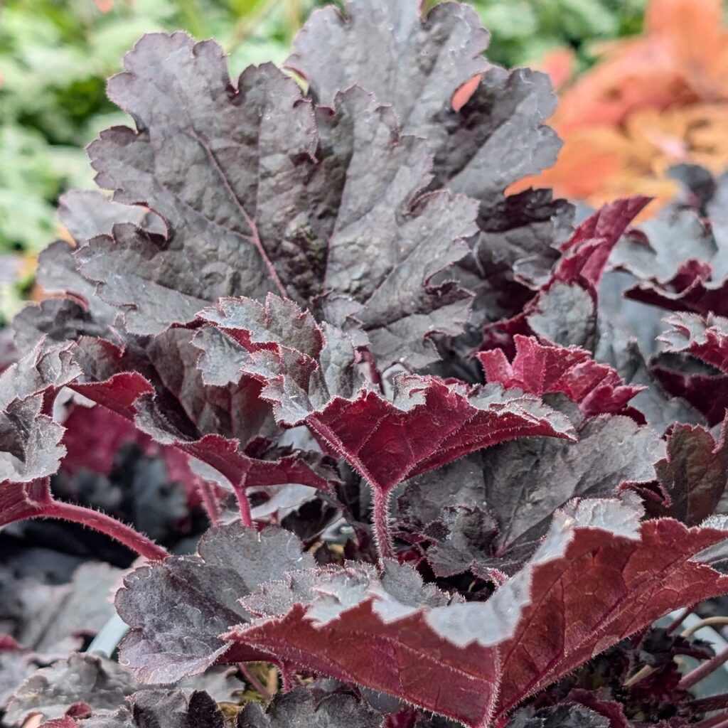 Heuchera ‘Timeless Night’ 2L 5023242391359