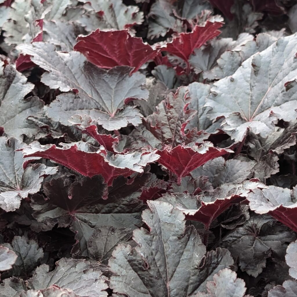 Heuchera ‘Timeless Night’ 2L 5023242391359