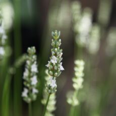 Lavandula ‘Exceptional’ 2L