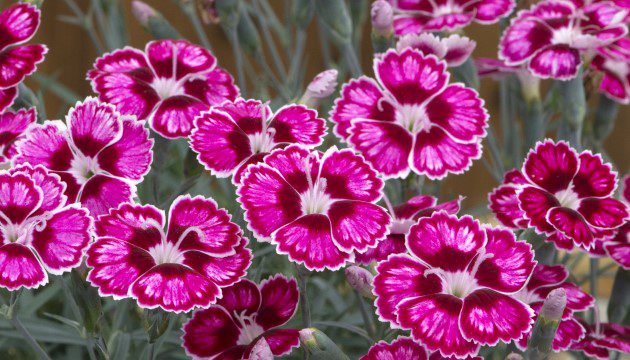 Dianthus Flutterby