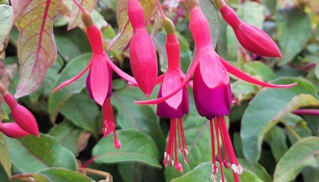 Fuchsia Happy birthday