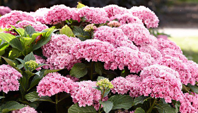 Hydrangea Macrophylla Together Pink