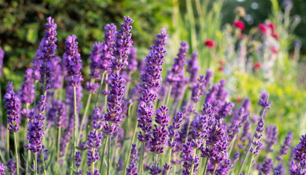 Lavandula 