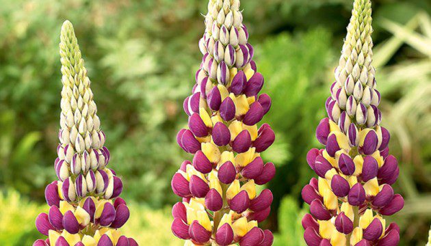 Lupinus Manhattan Lights